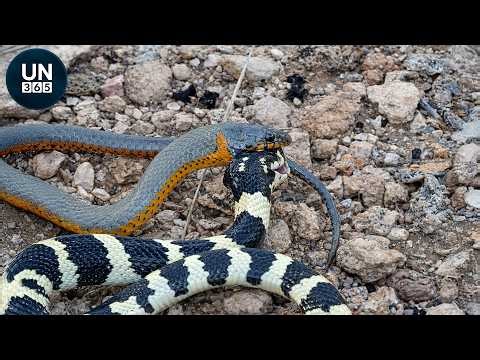 Most Supreme SNAKE HUNTS Caught on Camera | Animal Fights