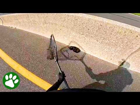 New Yorker Puts Himself in Danger to Save Kitten