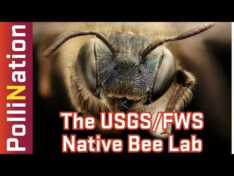 305 - Inside the USGS FWS Native Bee Lab: Building Bee Monitoring, ID, & Data Capacity | PolliNation