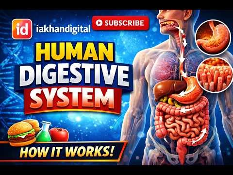Learn How Human Digestive System Work | generated with AI tools.