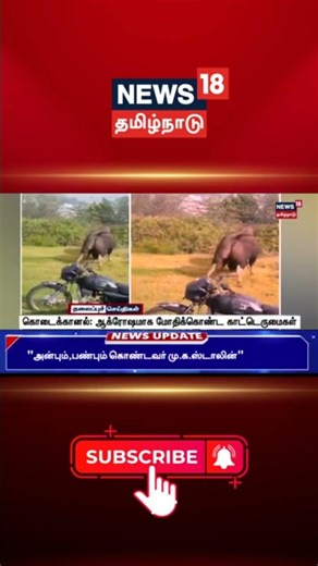 Kodaikanal | Bison | கொடைக்கானல்: ஆக்ரோஷமாக மோதிக்கொண்ட காட்டெருமைகள்...