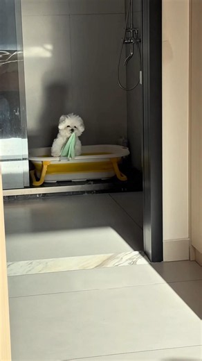 Lilly Loves Bath Time So Much! 🛁🐶🥰