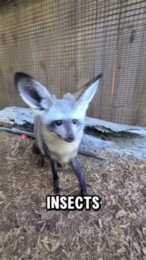This Fox Uses Giant Ears to Hunt Underground 🦊👂😲#shorts #facts