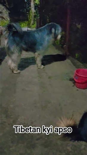 baan gaddi (Tibetan kyi apso) purebreed lovers #