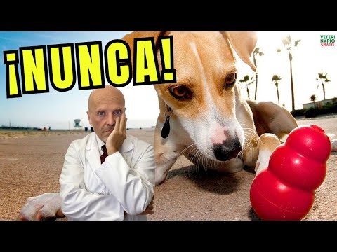 🐶🎾¿QUE COLOR NO DEBE TENER NUNCA UN JUGUETE PARA TU PERRO?🐶🎾