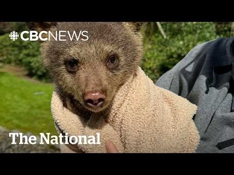 B.C. neighbours save a baby black bear | The Moment
