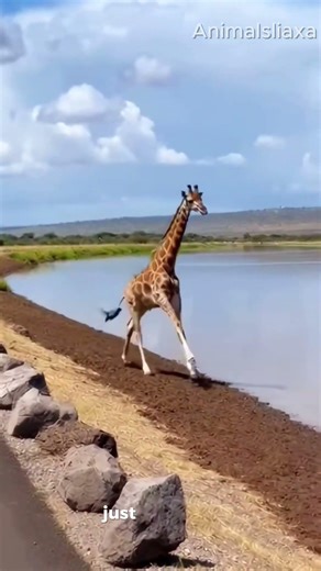 A giraffe rescues a newborn elephant calf.