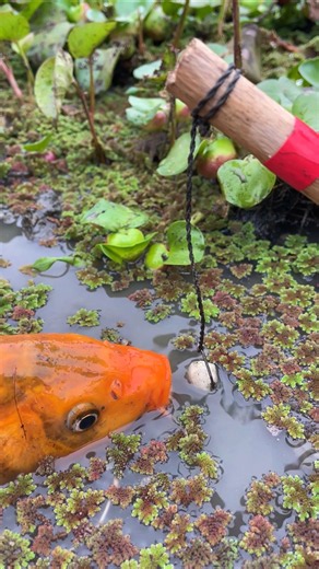 Carp Fishing Technique #shorts