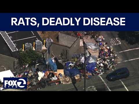 Massive Berkeley homeless encampment dismantled after rats carrying disease found | KTVU