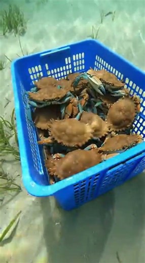 The box started moving…Hundreds of Crabs Burst From Hidden Box#CrabSwarm #OceanLife #UnderwaterShock