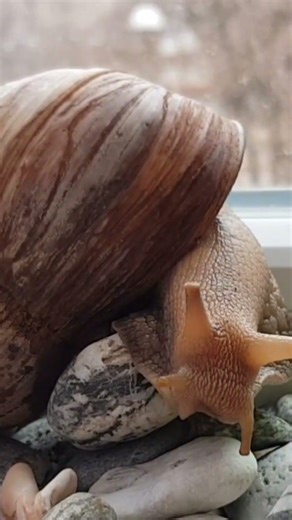 Top 10 Most Dangerous Animals in the World (#1 Will Shock You!) #DangerousAnimals #Facts #Wildlife