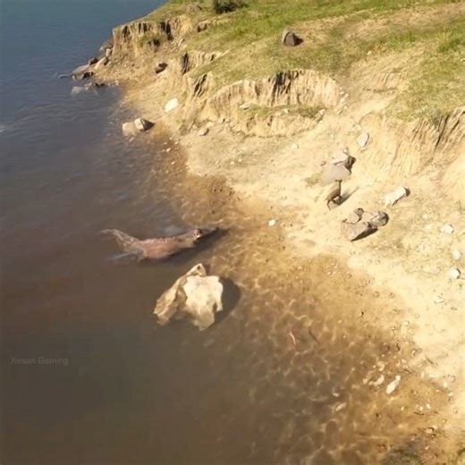 Deer impossible escape from crocodile | Kesari Gaming