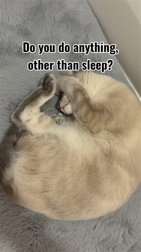 Douglas Sleepy Cat