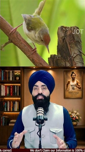 🐦 The Smartest Bird Nests in the World | Nature's Amazing Engineers!
