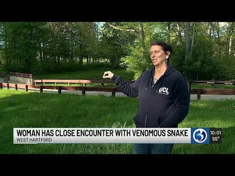 Woman encounters venomous copperhead snake at West Hartford Reservoir