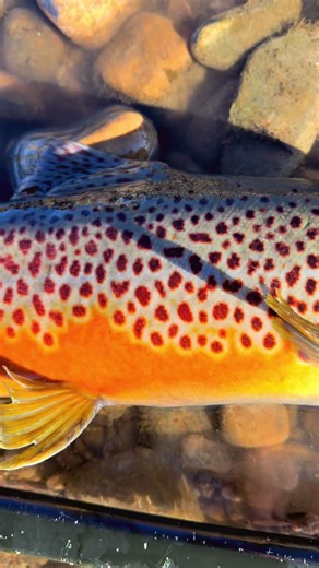 Colorful Brown Trout: A Fly Fishing Experience