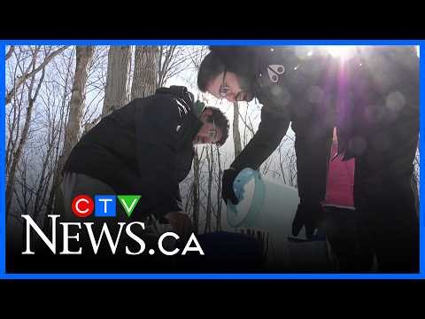 Students tap 30 maple trees in the Sault