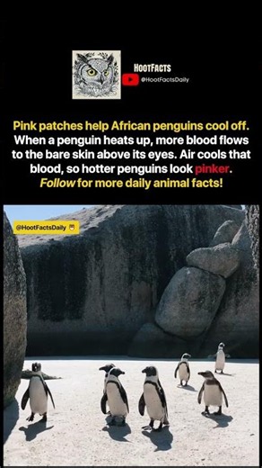 Why African penguins have pink patches above their eyes 🐧 #penguins #animalfacts #wildlife
