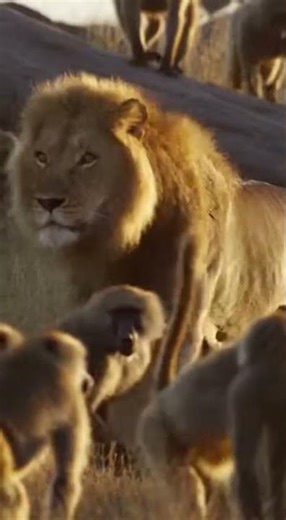 LION VS 100 BABOONS: The Moment It All Changed 😱