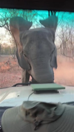 They kept backing up… and the elephant just kept coming. 😳🐘 Would you have thought this was a bluff charge at first? #Elephant #Wildlife #Hunting #Outdoors #WildlifeEncounter