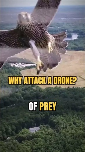 Why Attack a Drone? 🦅 #shorts