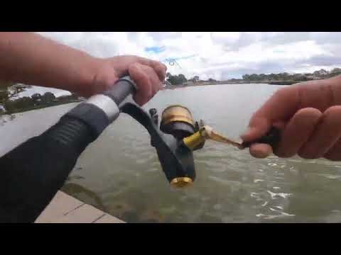 Catching Murray Cod in city waterways