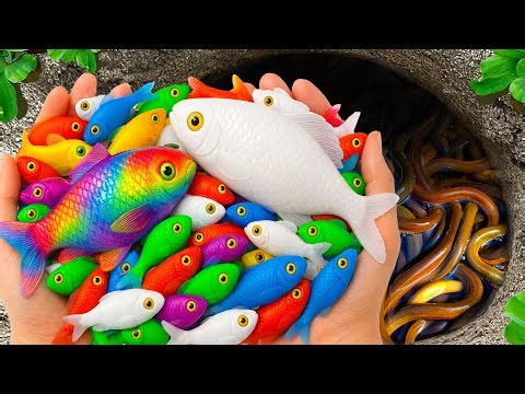 Catch Beautiful Freshwater Aquarium Fish in Giant Colorful Eegs, Dory, Turtle, Axolotl Fish, Snails