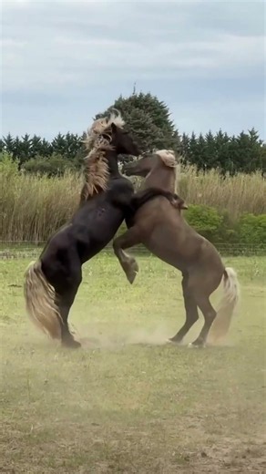Wild Horses Fight for Survival | Wild Horse Secrets