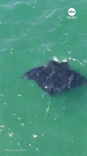Rare oceanic manta ray spotted off Long Island coast