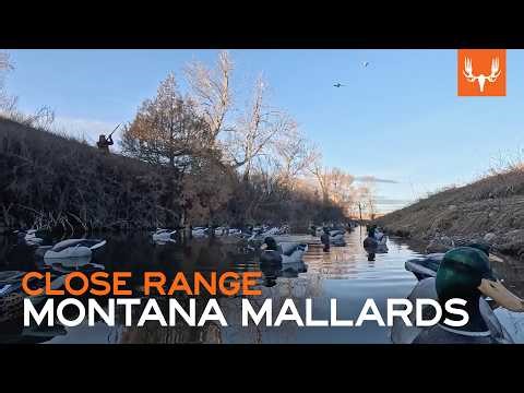 Montana Mallards | Close Range Duck Hunting with Flying V