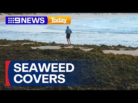 Seaweed blankets several Sydney beaches | 9 News Australia