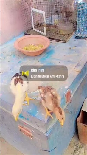 my 🔥🔥💥💢⚡Java asil #birds