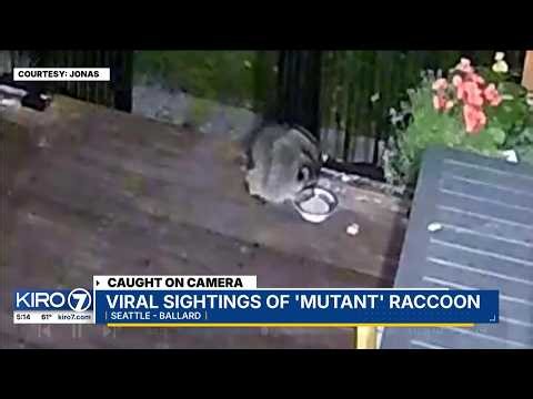 Eccentric-looking Seattle raccoon named ‘Jimothy’ goes viral
