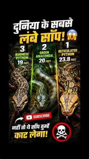 The world's longest snake! 🐍