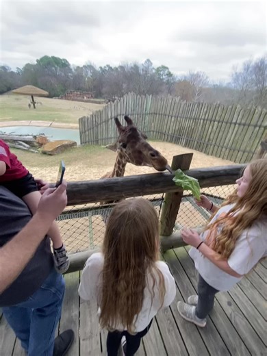 Giraffe Feeding Experience at Caldwell Zoo