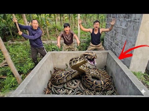 Brave Expert Catch Giant Golden Pythons And 100 Dragon Snakes