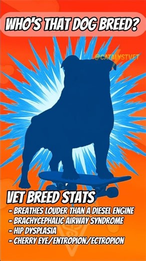 Who's that dog breed?! Ep. 23