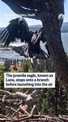 A young bald eagle takes its first flight, leaving a popular California livestream nest empty