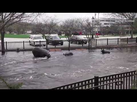 Wisconsin flooding: Scenes from Waukesha County rivers rising, overflowing after storms