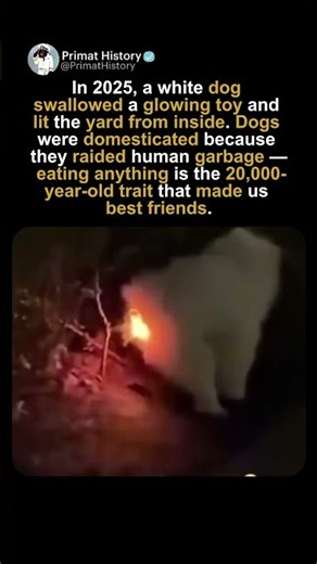 The Dog That Swallowed A Glow Toy And Became The Toy