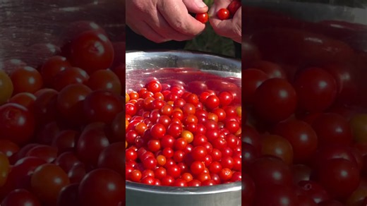 Do not underestimate this tiny tomato