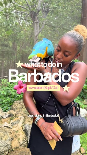 THINGS TO DO IN BARBADOS DURING LOW SEASON (Sept/Oct) 🇧🇧 Save this for your trip! Here’s where to go, what to do and how much to budget per person. First Street Sunday Karaoke: @tmlonelovebar - FREE entry Singalong Sundays at Surfers Bay: @surfersbay @ritesideofred1 - $20 bbd admission fee Oistins Fish Fry every Friday: @oistinsfishfry - FREE entry (food and drinks extra) Graeme Hall Nature Sanctuary: @graemehallsanctuary - Check current admission prices before visiting Hike the East Coast wit