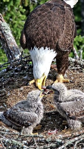Bald Eagle Feeding Eaglets @BirdWorldDaily