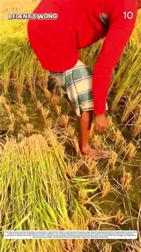Rice Harvesting: How Traditional Sickles Turn Ripe Crops Into Harvests 