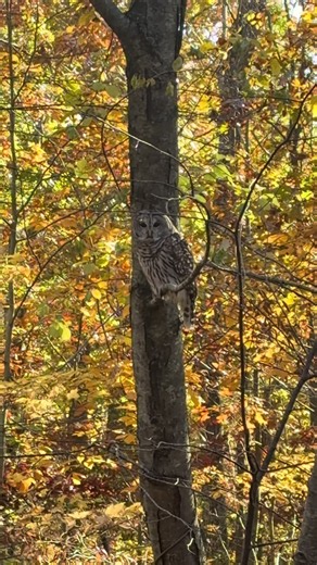 Barred Owl in New England: A Glimpse of October Nature