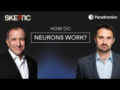 How do neurons work?