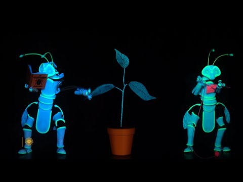 How plants feel