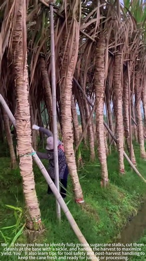 Harvesting ripe sugarcane with a sickle! 🔪🎋