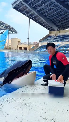 Dolphin Want The Whole Box😅 #shorts #shortvideo