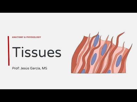 4. Tissues Level of Organization